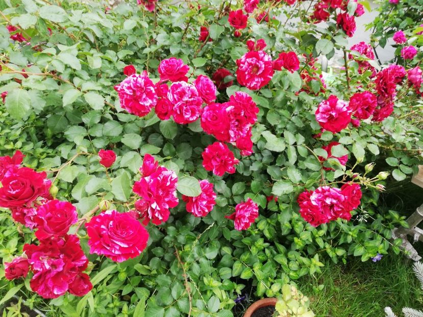  - Gradina iunie 2021