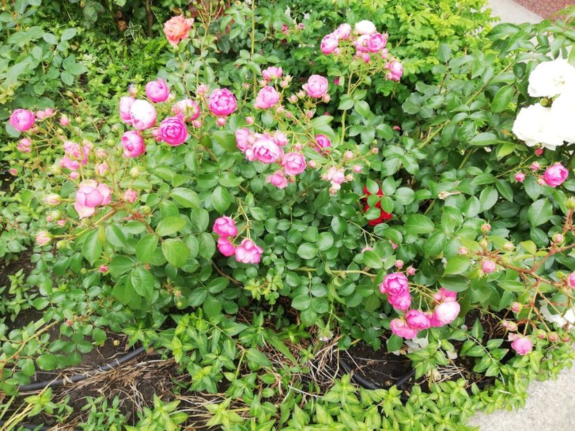  - Gradina iunie 2021