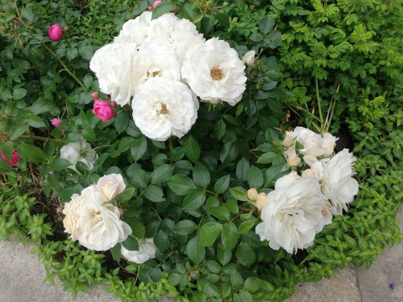  - Gradina iunie 2021