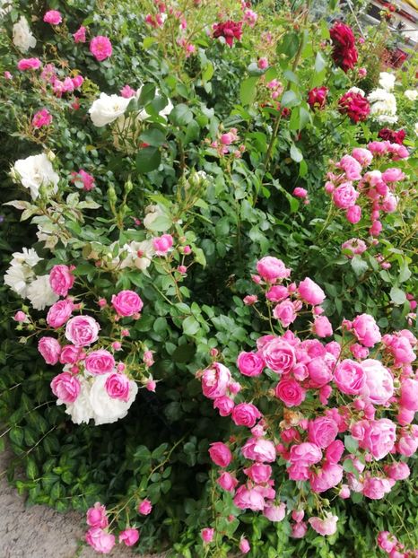  - Gradina iunie 2021