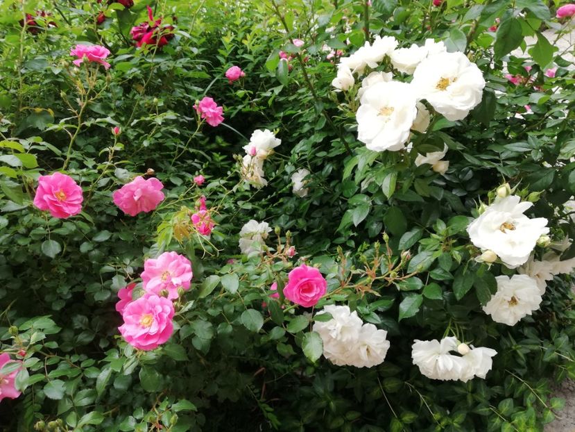  - Gradina iunie 2021