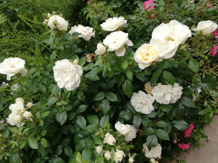  - Gradina iunie 2021