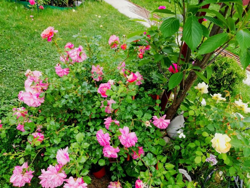  - Gradina iunie 2021