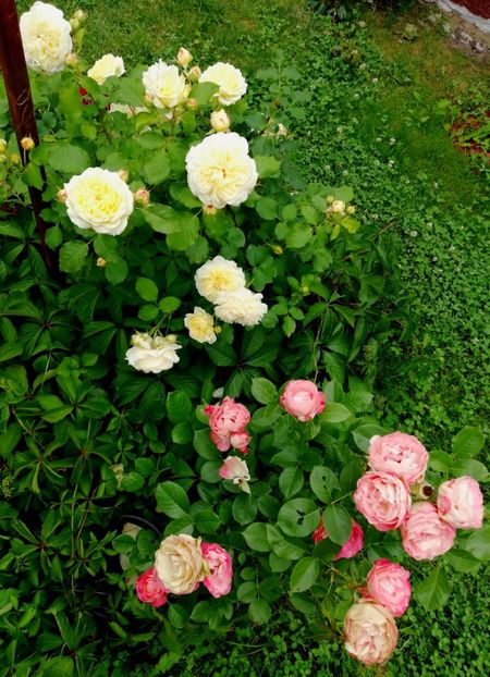  - Gradina iunie 2021