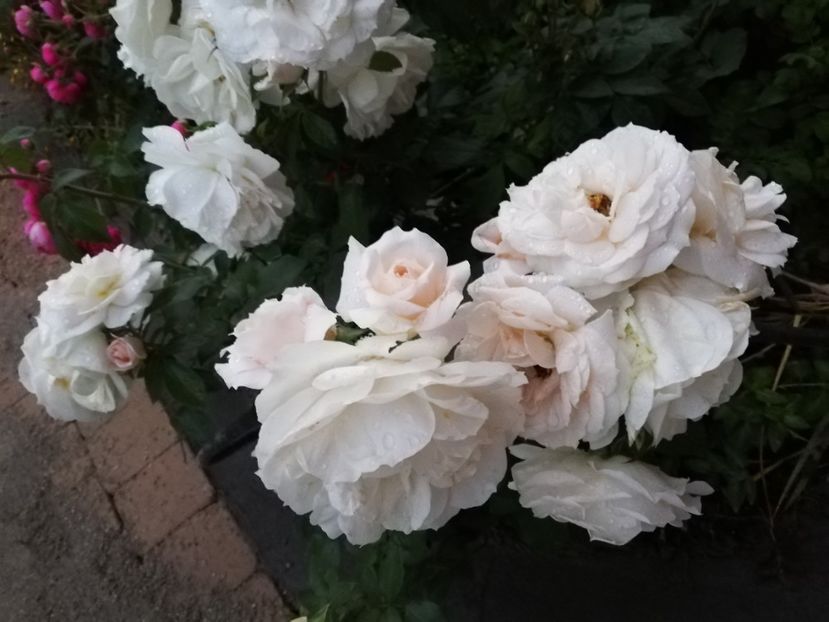  - Uetersener klosterrose- urcator