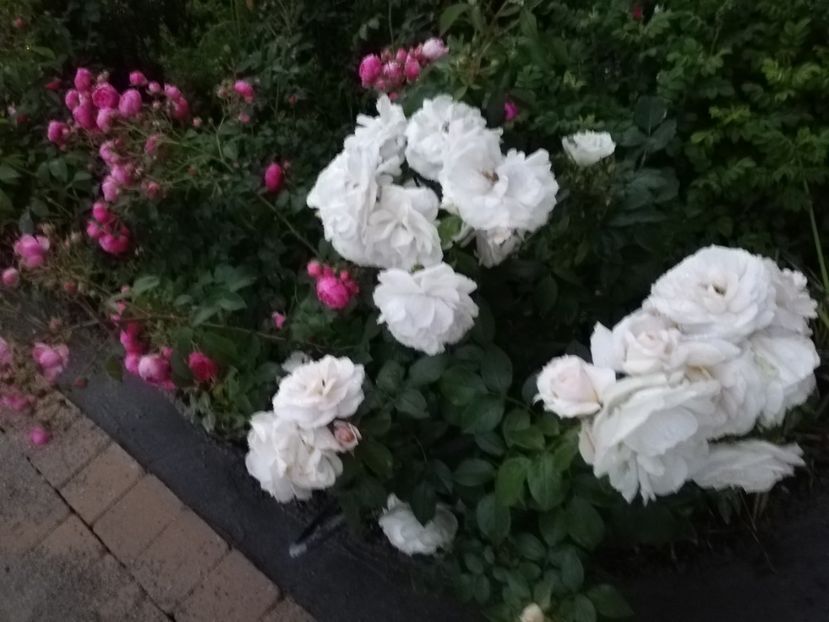  - Uetersener klosterrose- urcator