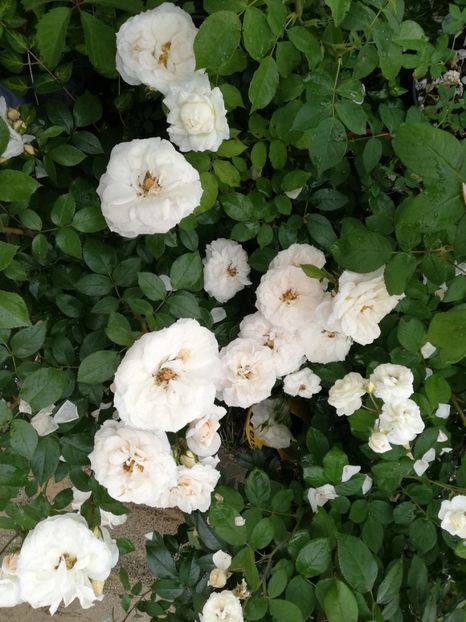  - Uetersener klosterrose- urcator