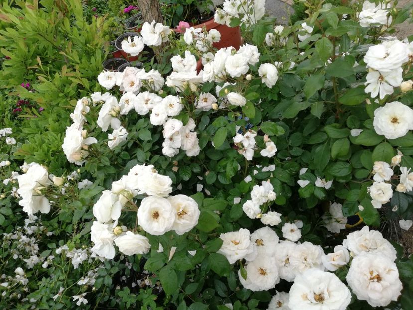  - Uetersener klosterrose- urcator