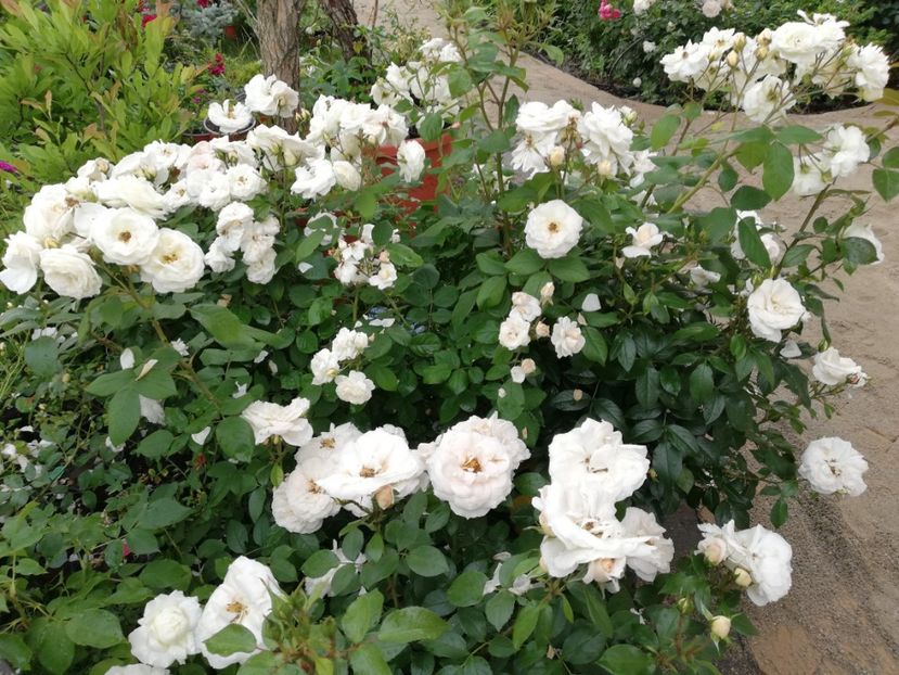  - Uetersener klosterrose- urcator
