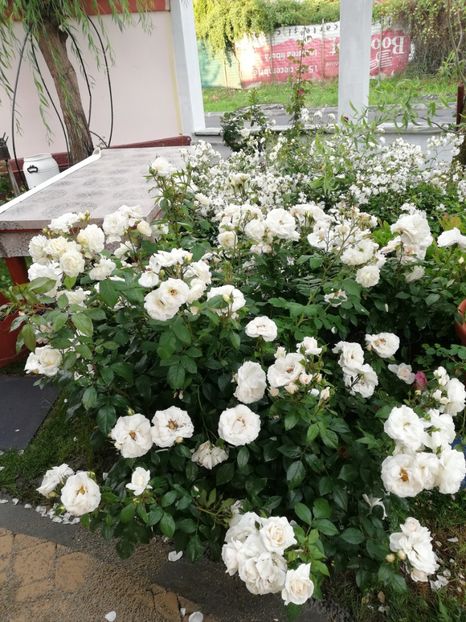  - Uetersener klosterrose- urcator
