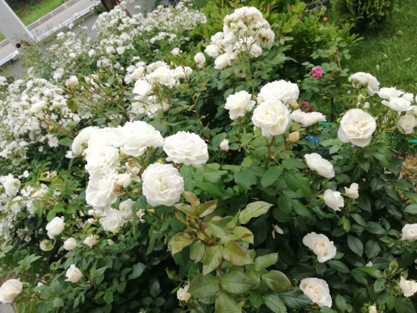  - Uetersener klosterrose- urcator