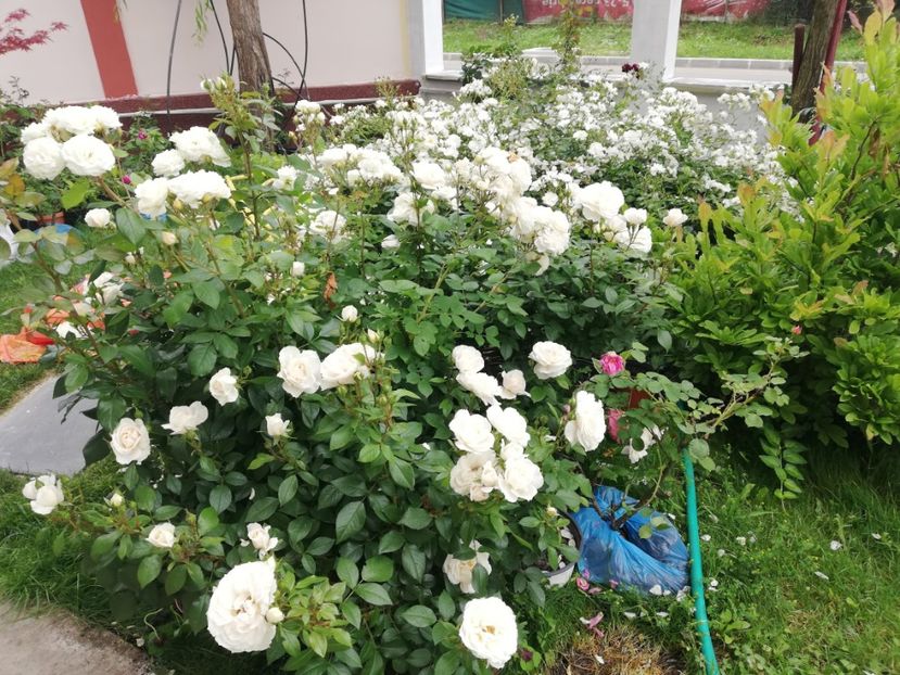  - Uetersener klosterrose- urcator