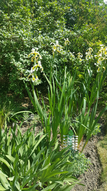 iris siberica alba - Gradina si terasa PrimaLuce_8-Hello 2021