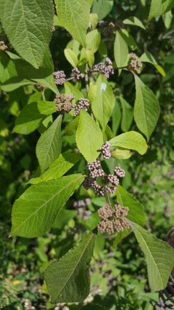 callicarpa bodinieri - Gradina si terasa PrimaLuce_8-Hello 2021