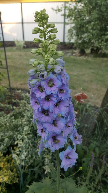 delphinium "high society"(nemtisor) - Gradina si terasa PrimaLuce_8-Hello 2021