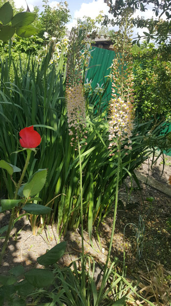 eremurus robustus - Gradina si terasa PrimaLuce_8-Hello 2021