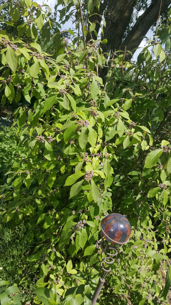 callicarpa bodinieri - Gradina si terasa PrimaLuce_8-Hello 2021