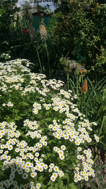 Tanacetum parthenium(Spilcuță) - Gradina si terasa PrimaLuce_8-Hello 2021