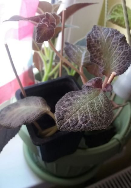 Episcia - Maria - Episcia