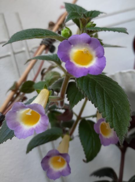 BRID'S ESTRELLA DE ORO - BRID-S ESTRELLA DE ORO