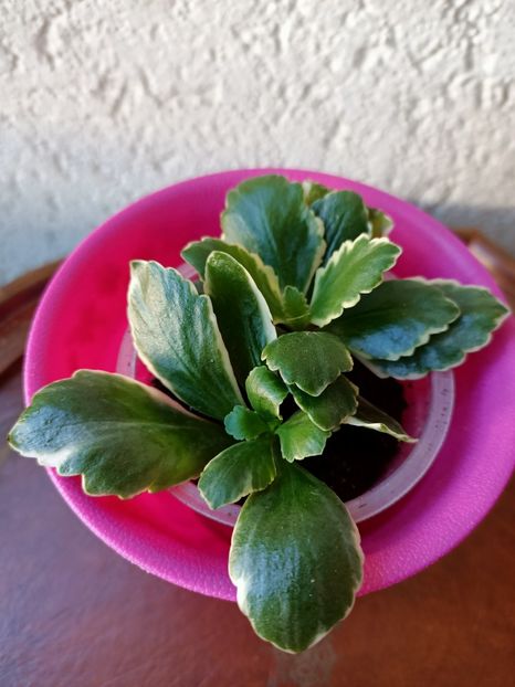13.06.2021 - X-Kalanchoe