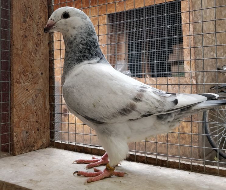 7 - Pui voiajor standard 2021