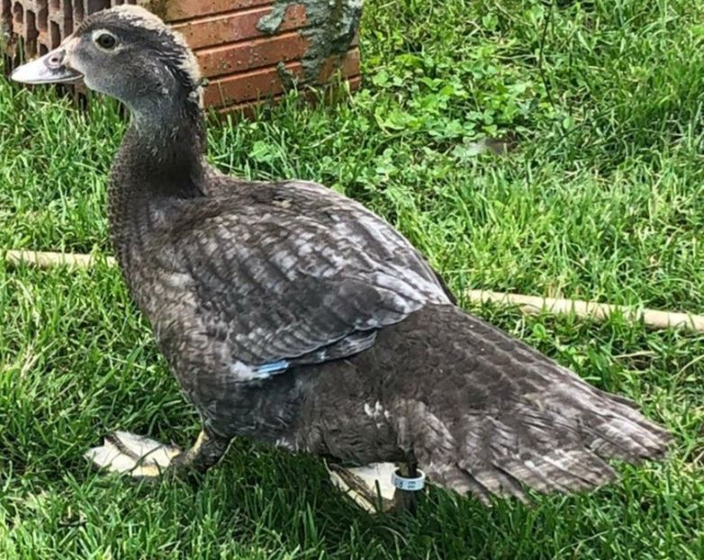  - Bomboane asortate 2021