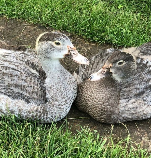  - Bomboane asortate 2021