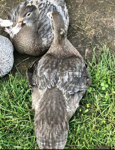  - Bomboane asortate 2021