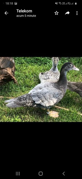 Screenshot_20210613-181839_WhatsApp - Bomboane asortate 2021