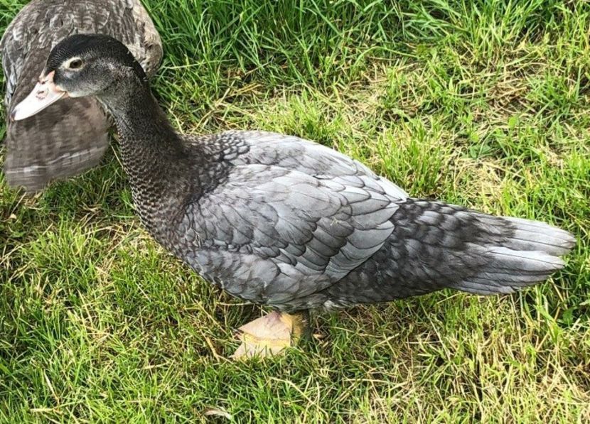  - Bomboane asortate 2021