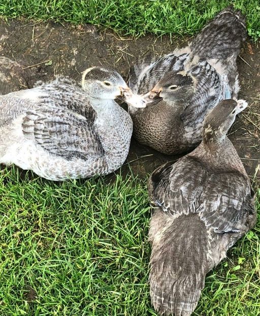  - Bomboane asortate 2021