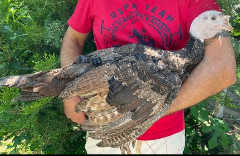  - Aripă roșie germană 2021