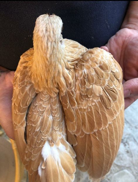  - Tineret sebright 2021