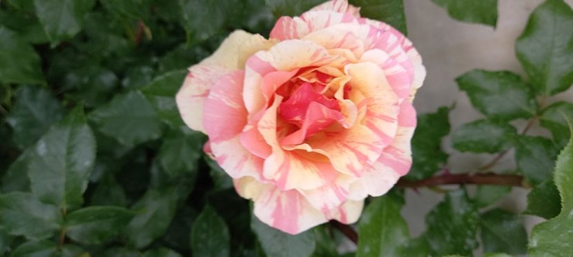  - Trandafiri satirati 2021