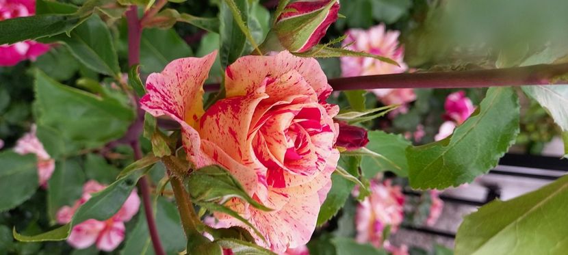  - Trandafiri satirati 2021