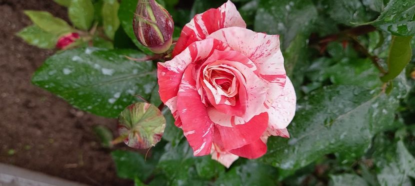  - Trandafiri satirati 2021