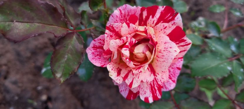  - Trandafiri satirati 2021