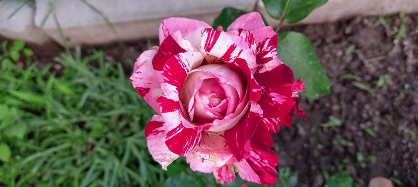  - Trandafiri satirati 2021