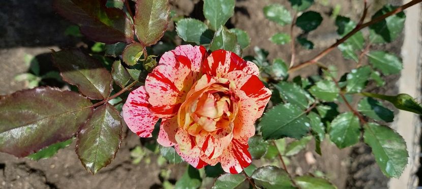  - Trandafiri satirati 2021