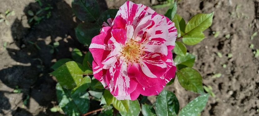  - Trandafiri satirati 2021