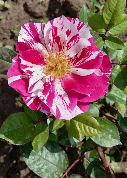  - Trandafiri satirati 2021