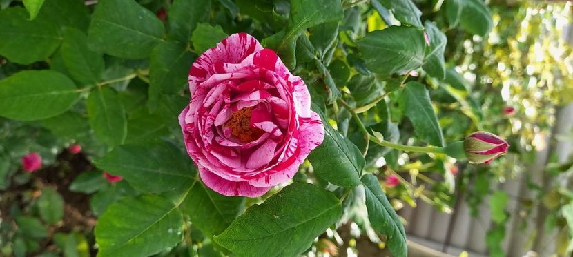  - Trandafiri satirati 2021