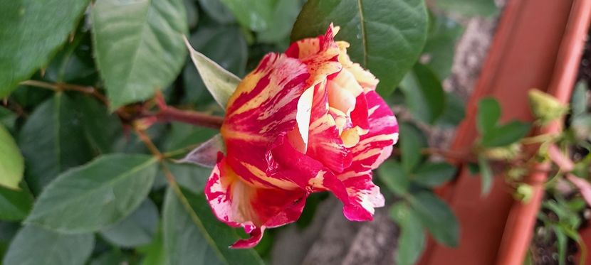  - Trandafiri satirati 2021