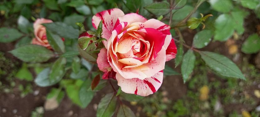  - Trandafiri satirati 2021