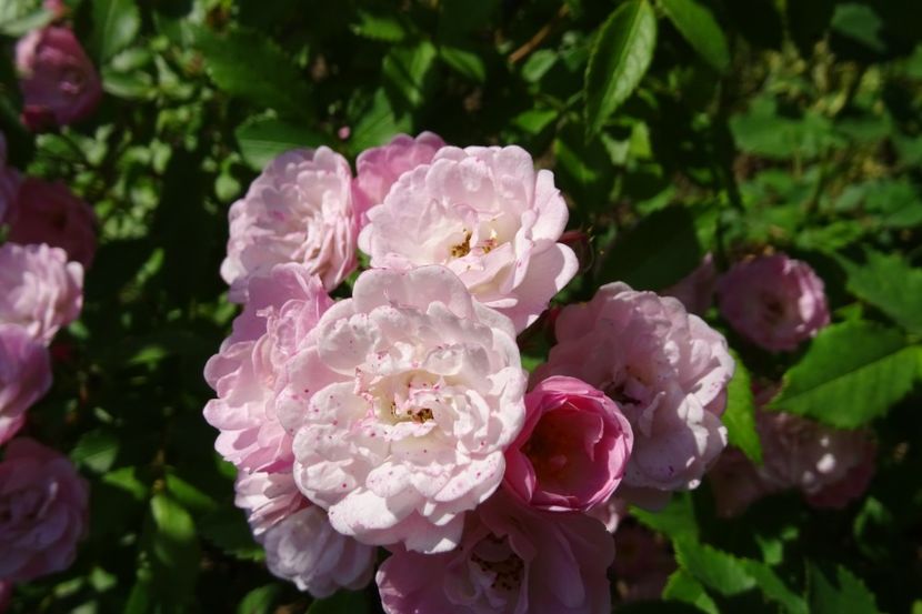  - Louis Lens - Heavenly Pink rose