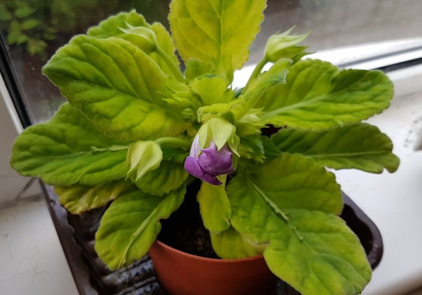 Gloxinia mov - Florile mele din Anglia