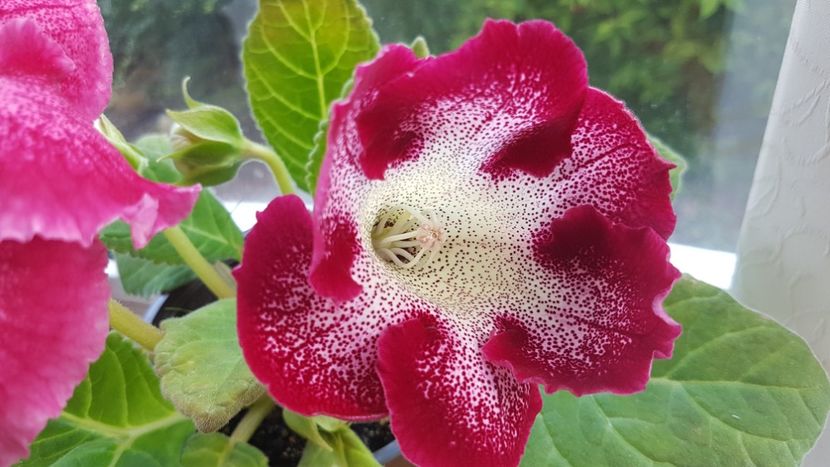 Tigrina rosie - Florile mele din Anglia