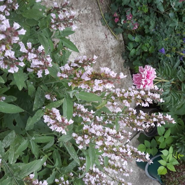  - Flori de grădină-2021