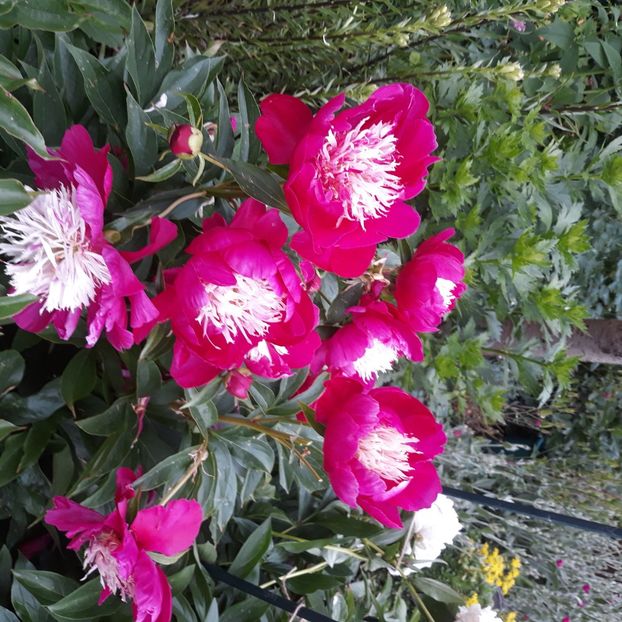  - Flori de grădină-2021